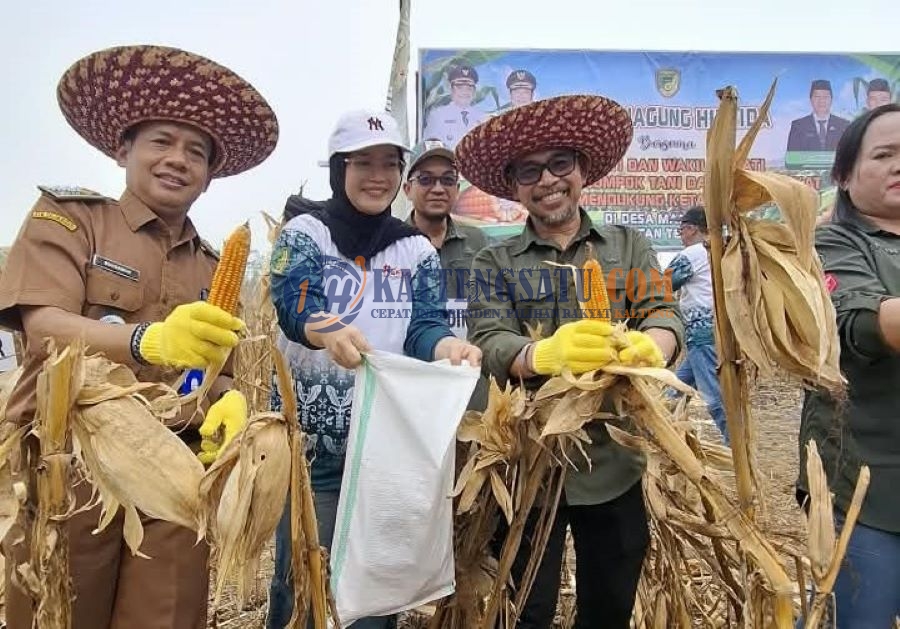 Produksi Jagung Barut Meningkat, Dinas Pertanian Siapkan Bantuan Benih